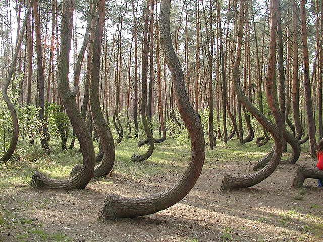 Изогнутые, кривые деревья 